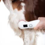 Utilisation PRO chien